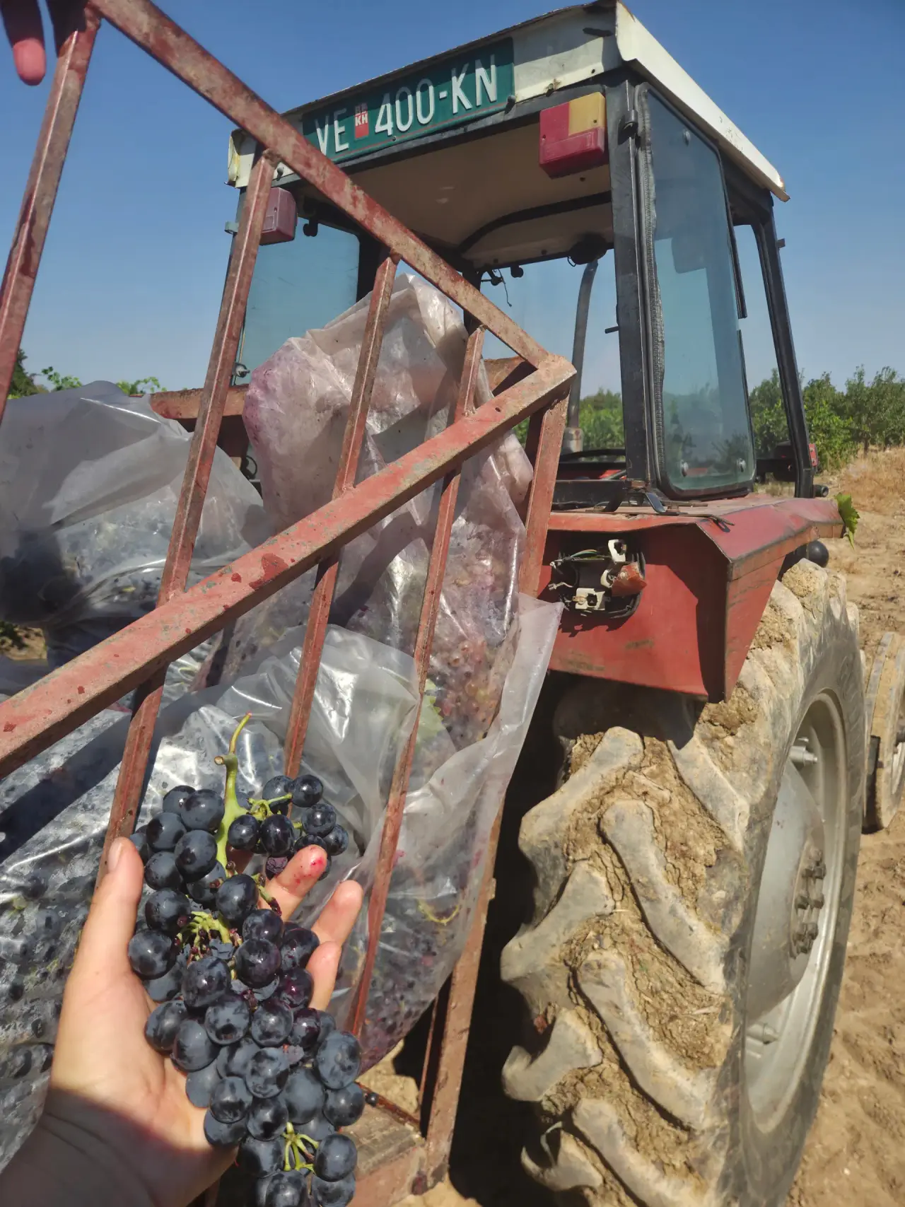 Од лозје до винарија: Патот на грозјето по бербата
